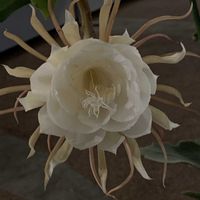 サガリバナ,月下美人,ミセス・エミリー・グラント・ハッチングス,県立中央植物園,今日のお花の画像