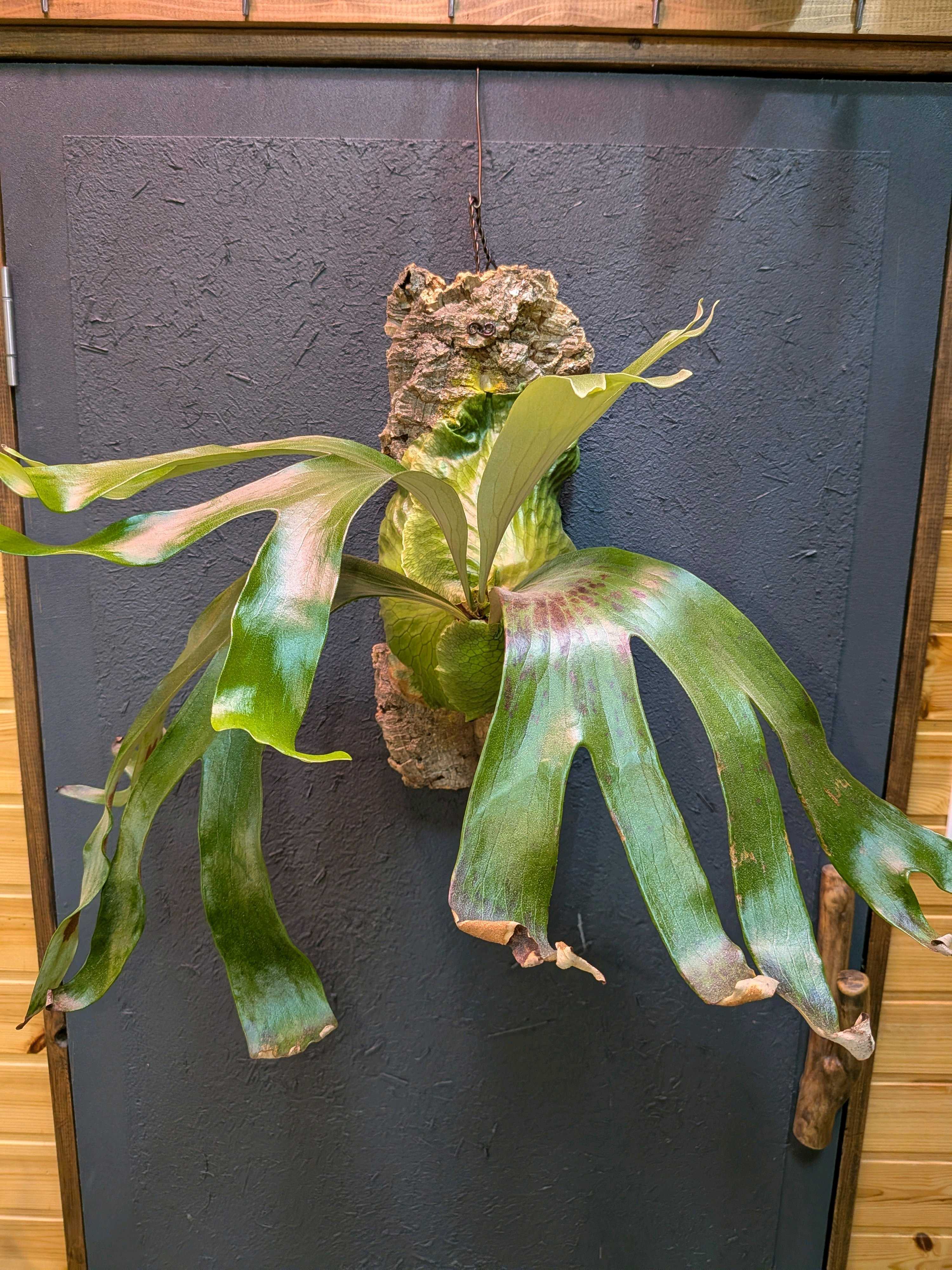 コロナリウムの板付けについて ビカクシダの森