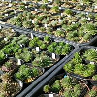 リーフレタス,センペル,センペルビブム属,紅牡丹,センペルビウムの画像