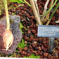 月下美人,フルーツ月下美人,多肉植物,神代植物園,引っ越しをしての画像