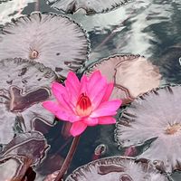 スイレン,オオオニバス,京都府立植物園の画像