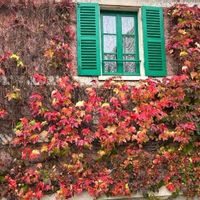 サルビア,フクシア,クロード・モネ,モネの庭,ジベルニーの画像