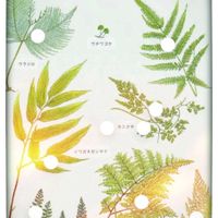 アジアンタム,アジアンタム,秋を感じながら…,クサソテツ,クサソテツの画像