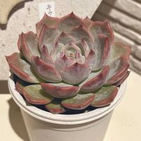 エケベリア,キャラリアン ,植え替え,多肉のある暮らし,防寒対策の画像