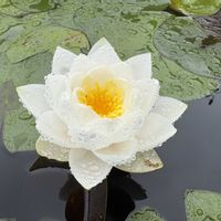 睡蓮,温帯スイレン,熱帯スイレン,熱帯睡蓮の画像