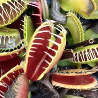 ハエトリソウ,アミメヘイシソウ,食虫植物,六甲高山植物園の画像