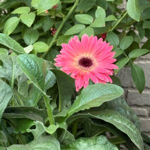 ガザニア,花芽,秋に咲く花,植えかえ♪の画像