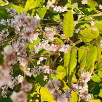 アイ,白い花,ピンク色の花,白い花♪,おうち園芸の画像