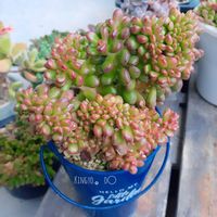 水やり,タニラー,ベランダの画像