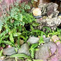 アオキ,ゲッカビジン,コリウス,ナンテン,紅葉の画像