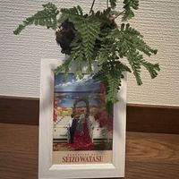 アジアンタム,トキワシノブ,トキワシノブ石化 猫の手,トキワシノブの苔玉,シダ植物の画像