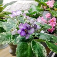 セントポーリア,観葉植物,植物育成ライト,私の癒し,セントポーリア♡の画像