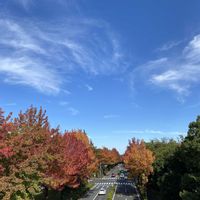 ユッカ,キミガヨラン,風景,秋晴れ,青空の下の画像