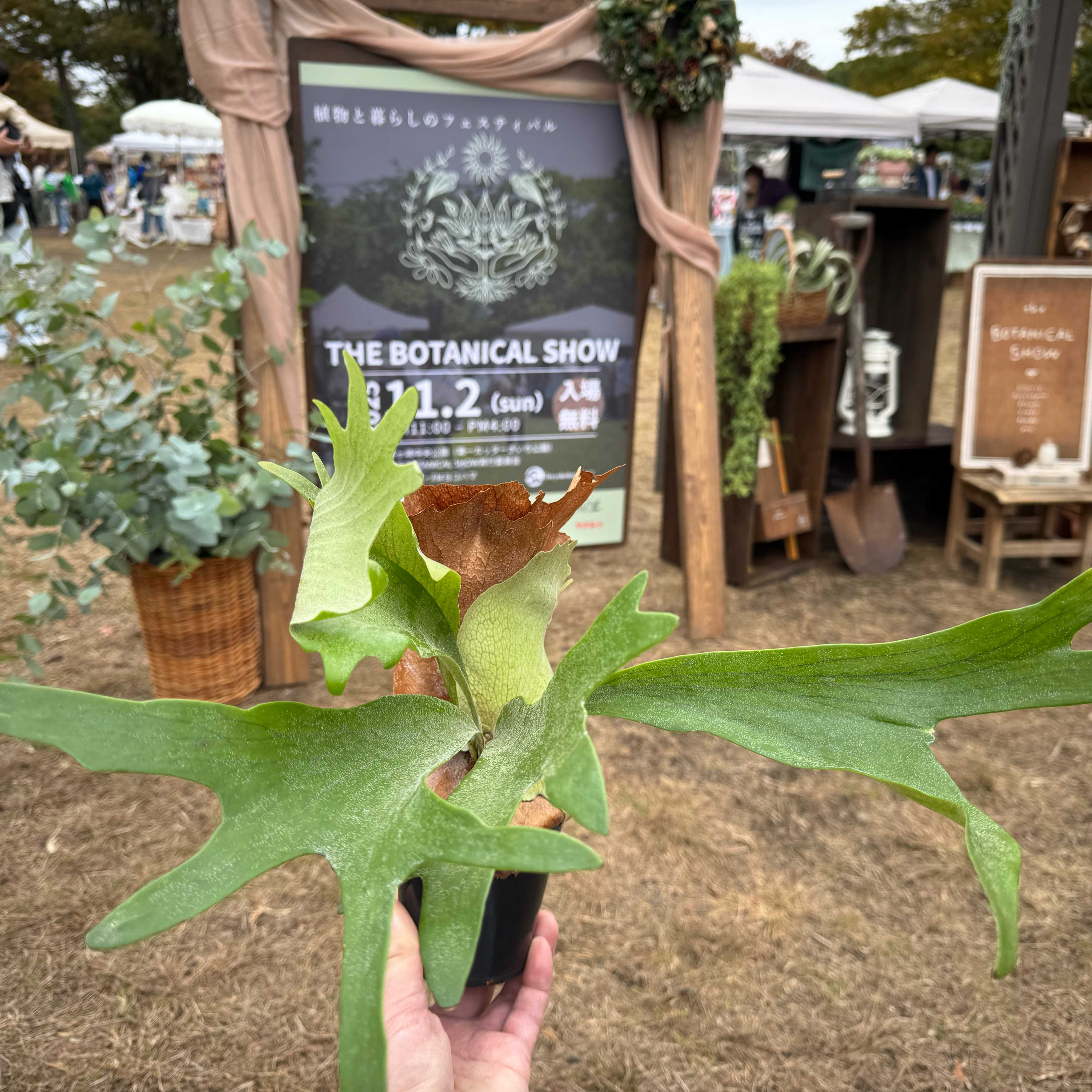 コロナリウムの板付けについて ビカクシダの森