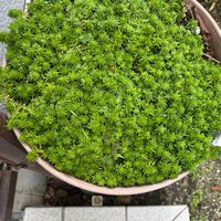 セダム,ワスレナグサ,初雪カズラの画像