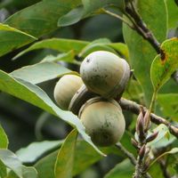 オキナワウラジロガシ,石垣島,沖縄の画像