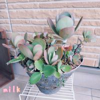 デザートローズ,胡蝶の舞,ピーチネックレス,唐印,子宝草の画像