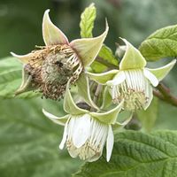 ブラックベリー,果樹,落葉低木,つる性,バラ科の画像