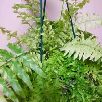 ネフロレピス,ネフロレピス・タイガー,観葉植物,シダ植物,観葉植物を楽しむの画像