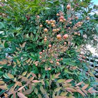 ナンテン,ナンテン,シノブ,シノブ,ハツユキカヅラの画像