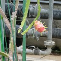 スイレン,スイレン,スイレン ミセス G.H. プリング,ドラゴンフルーツの実,熱帯スイレン レッドフレアの画像