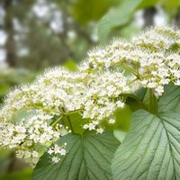ガマズミ,ガマズミ の実,今日のお花,ガマズミの花の画像