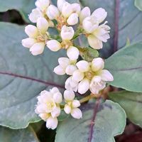 グリーンアイス,ペルシカリア レッドドラゴン,ユーパトリウム,菊芋,ペルシカリアの画像