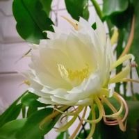 月下美人,祈り,玄関風除室,お家園芸,つぼみに魅せられての画像