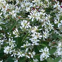 ガウラ,ガウラ,キク,キク,センニチコウの画像