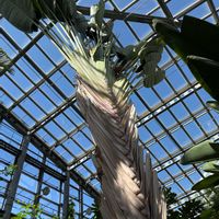 タビビトノキ,タビビトノキ,旅人の木,2015年実生から育生,咲くやこの花館の画像