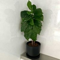 コーヒーの木,コーヒーノキ,インドアグリーン,キッチンの画像