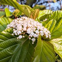ガマズミ,白い花,今日の花,熊本,白いお花の画像