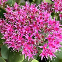 オオベンケイソウの画像