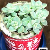 姫秀麗,グラプトペタルム,挿し芽,植物男子ベランダー,グラプトペタルム属の画像