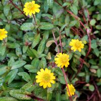 サンビタリア,玄関アプローチの画像