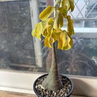 アデニア・グラウカ,塊根植物,成長記録,コーデックス,休眠の画像