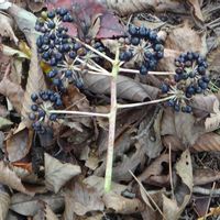 コシアブラ,コシアブラの果実,山野草の画像