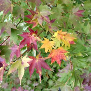 ウワミズザクラ,ダンコウバイ,モミジ,干し柿,ハナノキの画像