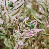 ガマズミ,ハツユキソウ,今日のお花,白い水曜日♡,秘密の花園♡の画像