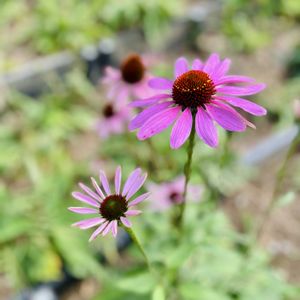 エキナセア,カラタネオガタマ,メキシカンブッシュ・セージ,千日紅（せんにちこう）の画像