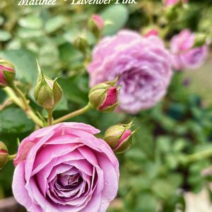 バラ,꒰ღ˘◡˘ற꒱かわゅ~,庭園,美しい,秋バラの画像