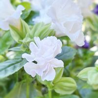 トレニア,白い花,花のある暮らし,トレニア☆,スイーツガーデン♡の画像