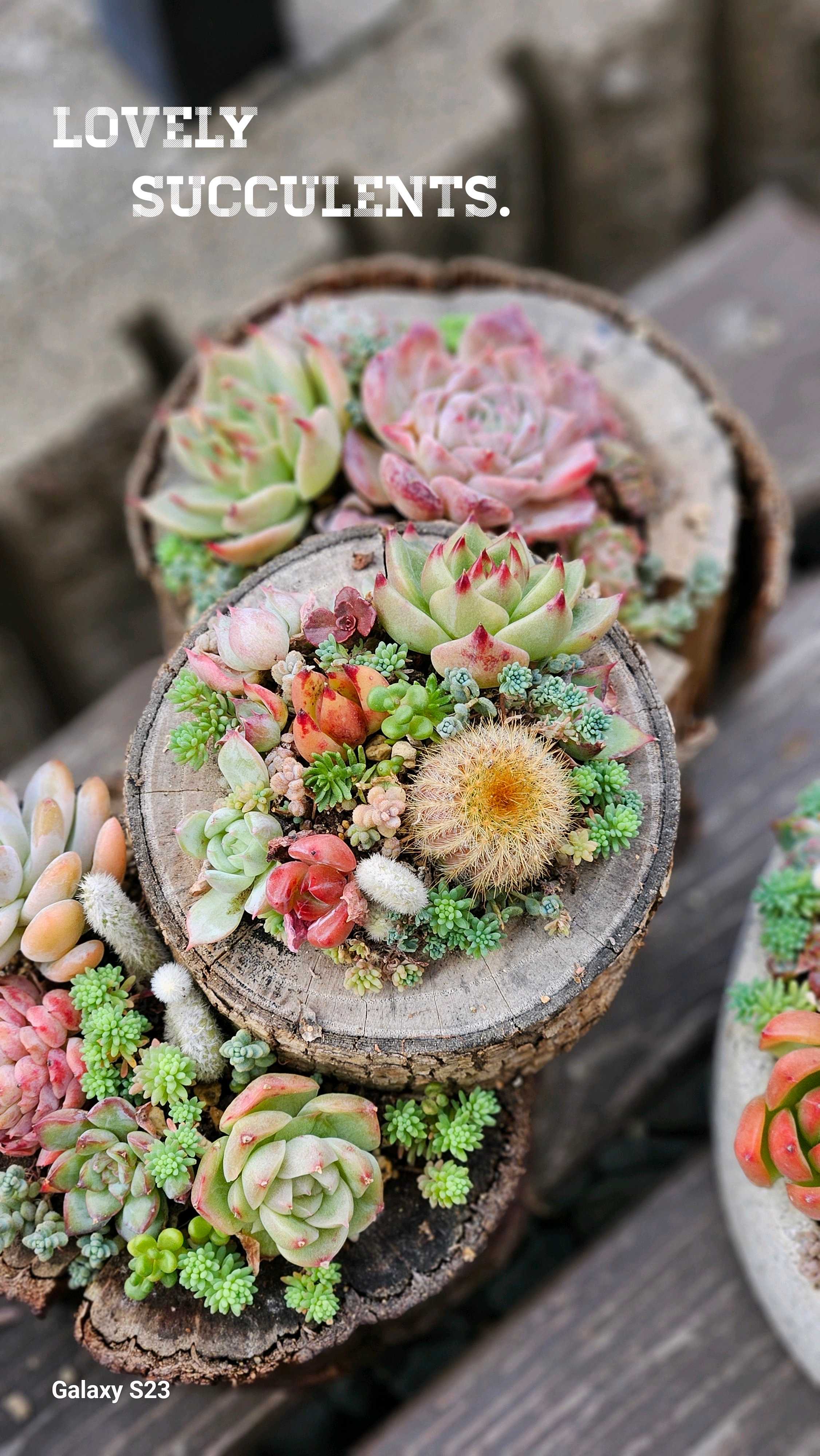 多肉植物　組み合わせ自由 多肉植物を使ったセンスのいい寄せ植え12選｜種類と作り方の