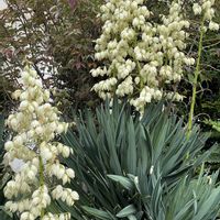 ユッカ,iPhone撮影,寒い,犬とお散歩,植物大好きの画像