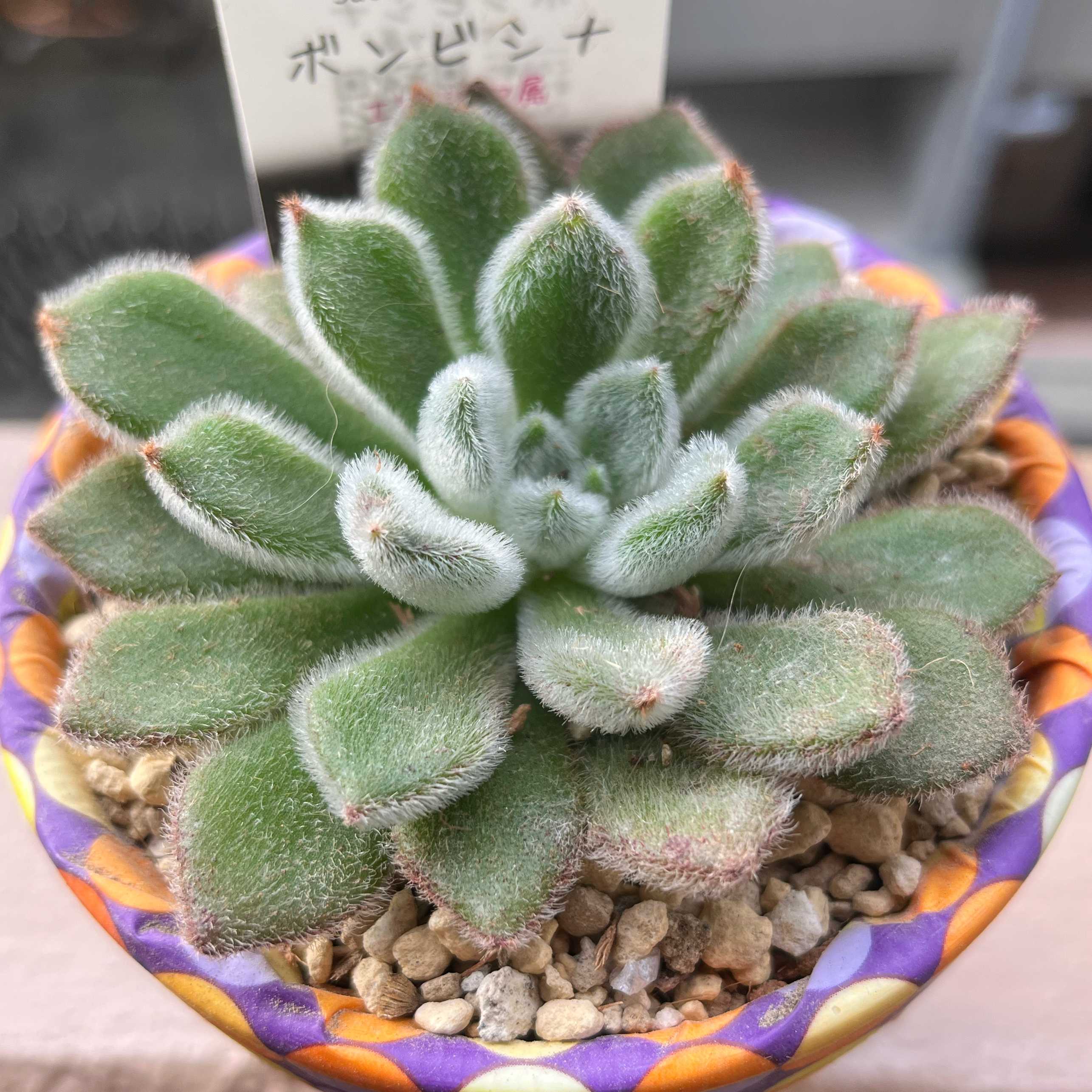 多肉植物の寄せ植えをつくろう！植える種類の組み合わせはどうする