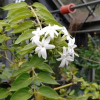 ジャスミンの画像