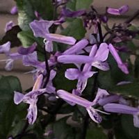 ニオイバンマツリ,プレクトランサス・モナラベンダー,ドウダンつつじ,番外編,今を生きるの画像