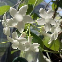 マダガスカルジャスミン,白い花,良い香り,花のある暮らし,繋がりに感謝✨の画像