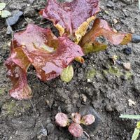 サニーレタス,+安曇野,家庭菜園の画像