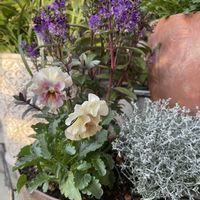 パンジー,ビオラ,ベロニカ グレース,オレアリア　リトルスモーキー,シルバーブッシュの画像